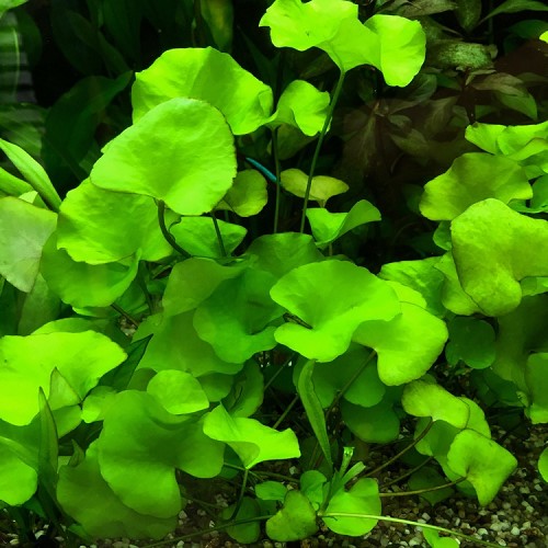 Selaginella widenowii - Fougère de Bornéo en pot